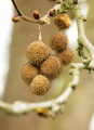 چنار شرقی